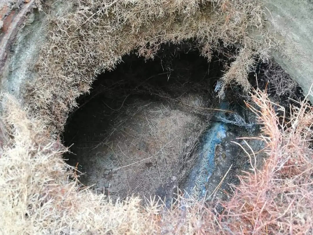 Blick von oben in einen Abwasserschacht, der rundum mit Wurzeln zugewachsen ist